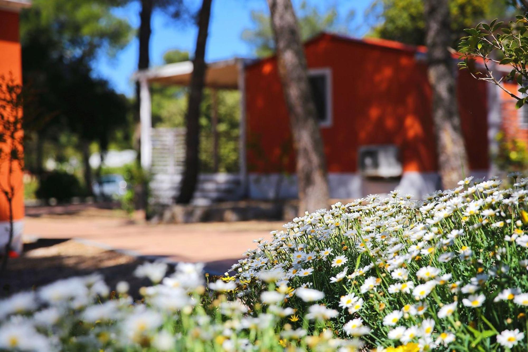 Camping Park Soline Mobile Homes Biograd Na Moru Buitenkant foto